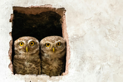 1755428 (a): :2050x1365